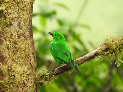 Chlorochrysa phoenicotis