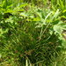 Carex macloviana - Photo (c) Оlga Сhernyagina, μερικά δικαιώματα διατηρούνται (CC BY-NC), uploaded by Оlga Сhernyagina