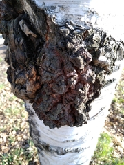 Inonotus obliquus sterilis