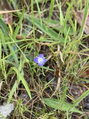 Veronica gracilis