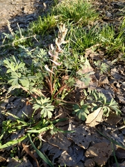 Corydalis glaucescens