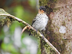 Ixothraupis rufigula