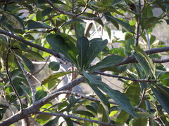 Ficus obtusifolia