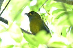 Liocichla steerii