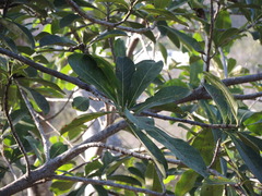 Ficus obtusifolia