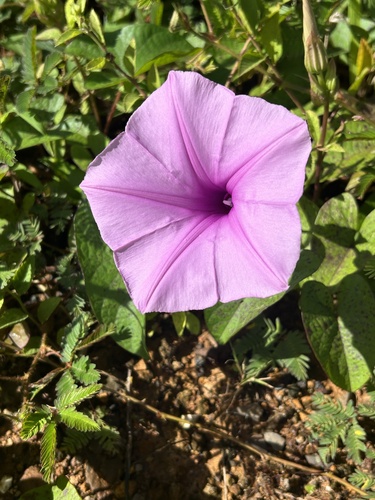 Ipomoea setifera