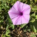 Ipomoea setifera - Photo (c) Omar Monzon Carmona, some rights reserved (CC BY-NC), uploaded by Omar Monzon Carmona