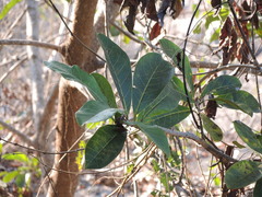 Ficus obtusifolia