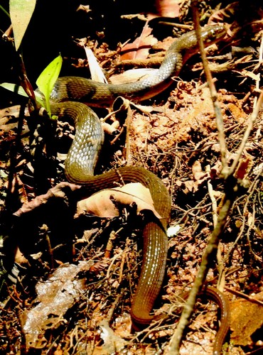Fowlea asperrima