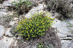 Euphorbia spinosa