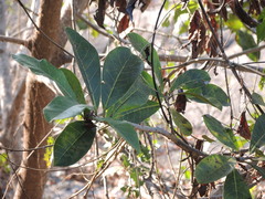 Ficus obtusifolia