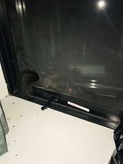 Sciurus carolinensis