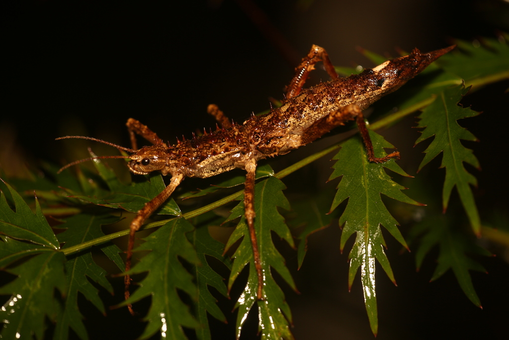 Canachus harpyia