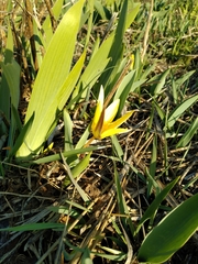 Tulipa