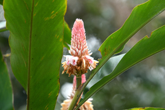 Alpinia shimadae