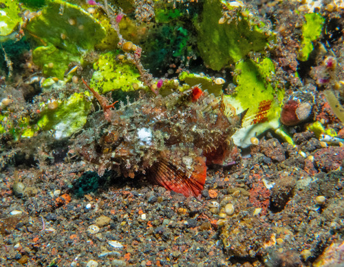 Sebastapistes strongia observed 2023-10-28