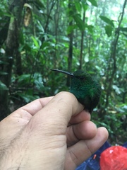 Chalybura urochrysia