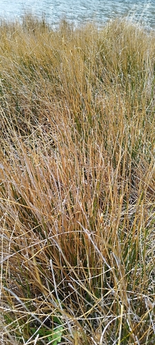 Image of Marsippospermum grandiflorum by no rights reserved