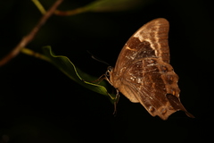 Papilio montrouzieri