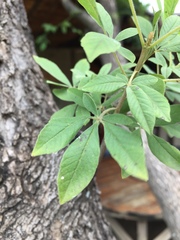 Vitex rehmannii