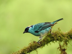 Chalcothraupis ruficervix