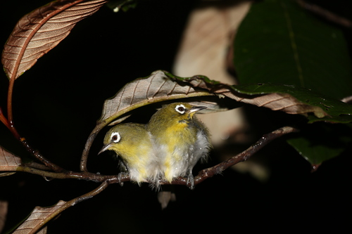 Green-backed White-eye (Zosterops xanthochroa), photo 3