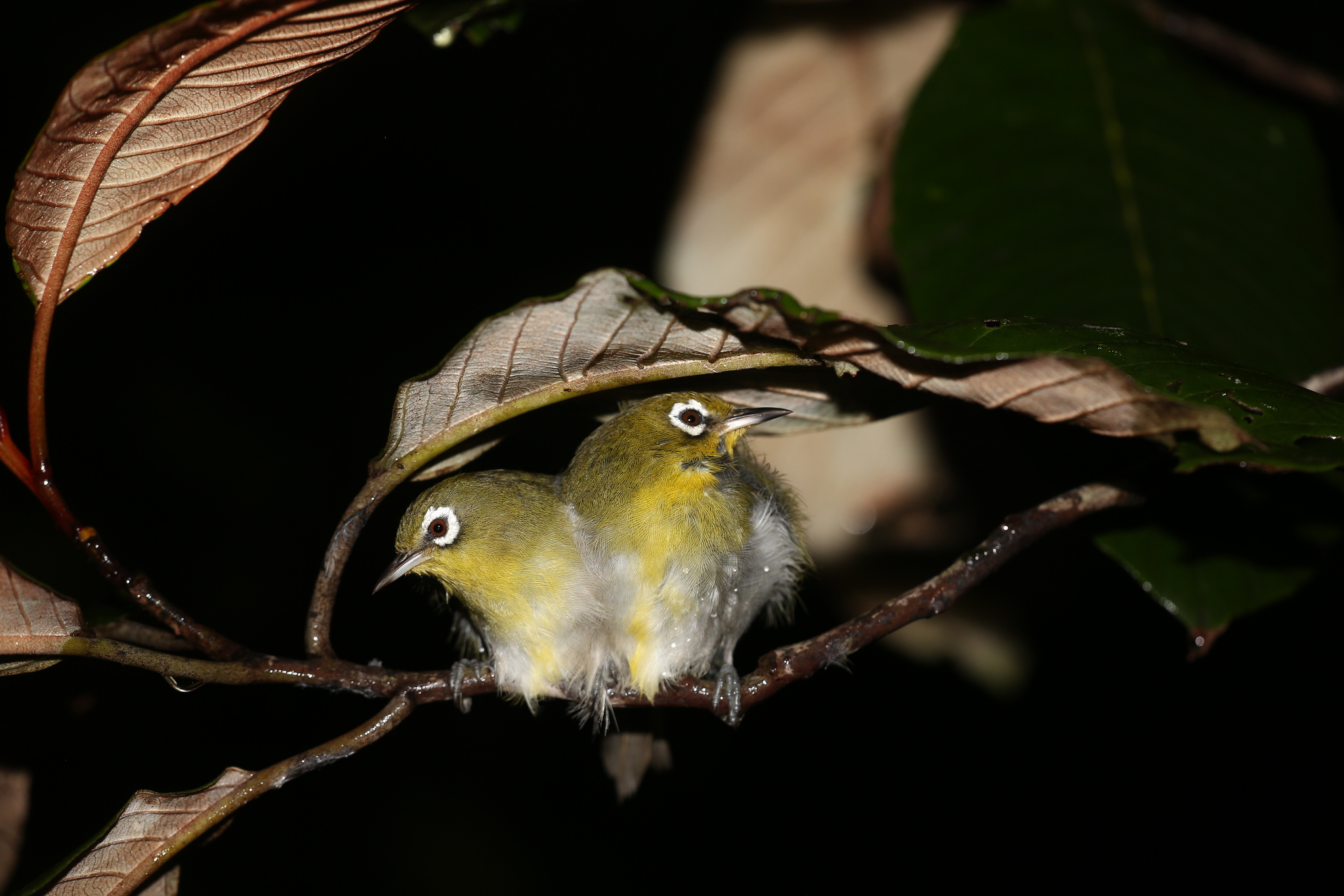 Green-backed White-eye illustration
