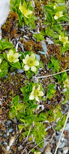 Image of Caltha sagittata by no rights reserved