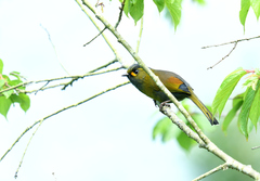 Liocichla steerii