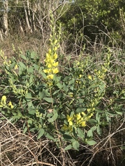Baptisia sphaerocarpa
