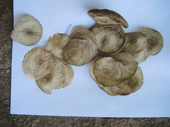 Aspidosperma megalocarpon