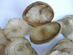 Aspidosperma megalocarpon