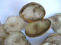 Aspidosperma megalocarpon