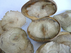 Aspidosperma megalocarpon