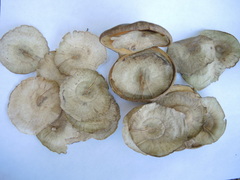 Aspidosperma megalocarpon