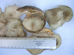 Aspidosperma megalocarpon