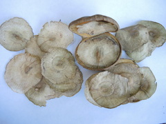 Aspidosperma megalocarpon