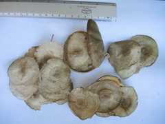 Aspidosperma megalocarpon
