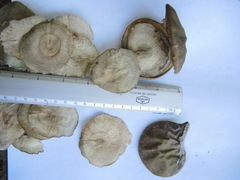 Aspidosperma megalocarpon