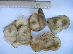 Aspidosperma megalocarpon