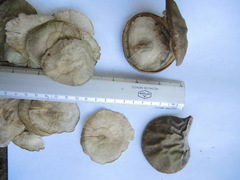 Aspidosperma megalocarpon