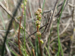 Triglochin barrelieri