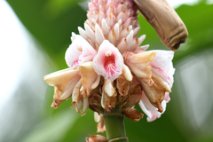 Alpinia shimadae