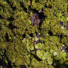 Melanohalea elegantula