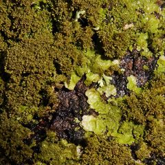 Melanohalea elegantula