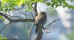 Glaucidium nana