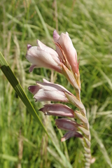 Broadleaf Gladiolus (Gladiolus crassifolius)
