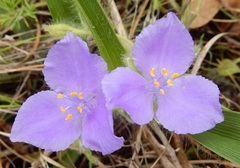 Tradescantia tharpii