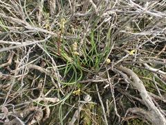 Triglochin barrelieri