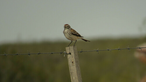 Rusty-backed Monjita (Neoxolmis rubetra), photo 8